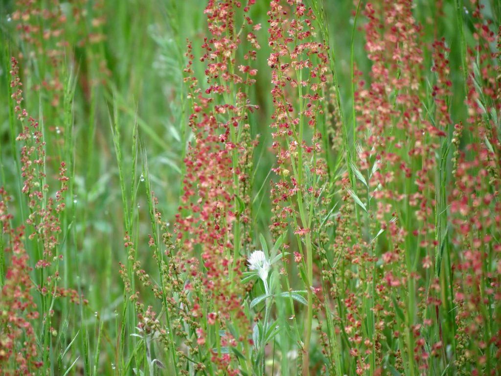 red Sheeps Sorrel plant