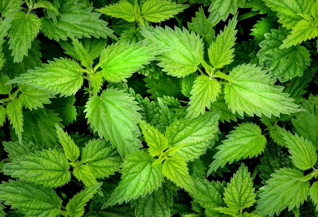 green stinging nettle plants