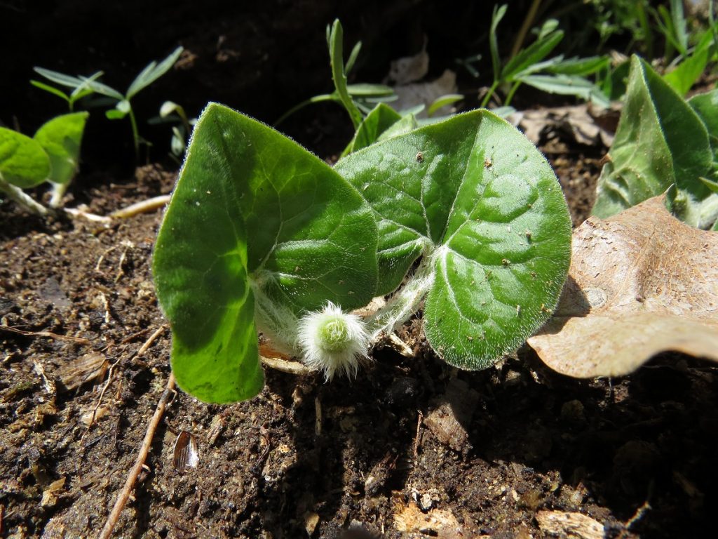 wild ginger plant in wilderness