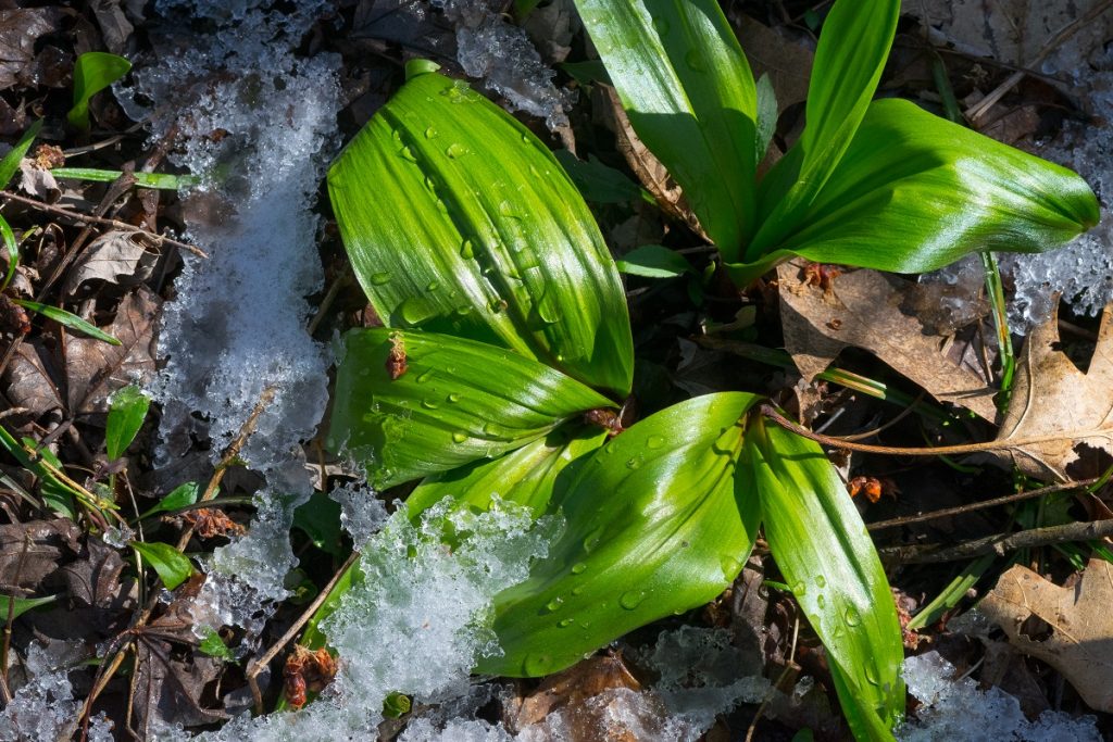 wild leek plant in the woods