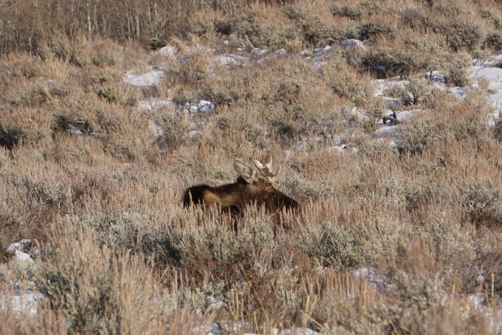 Moose WildlifeTour JacksonHole