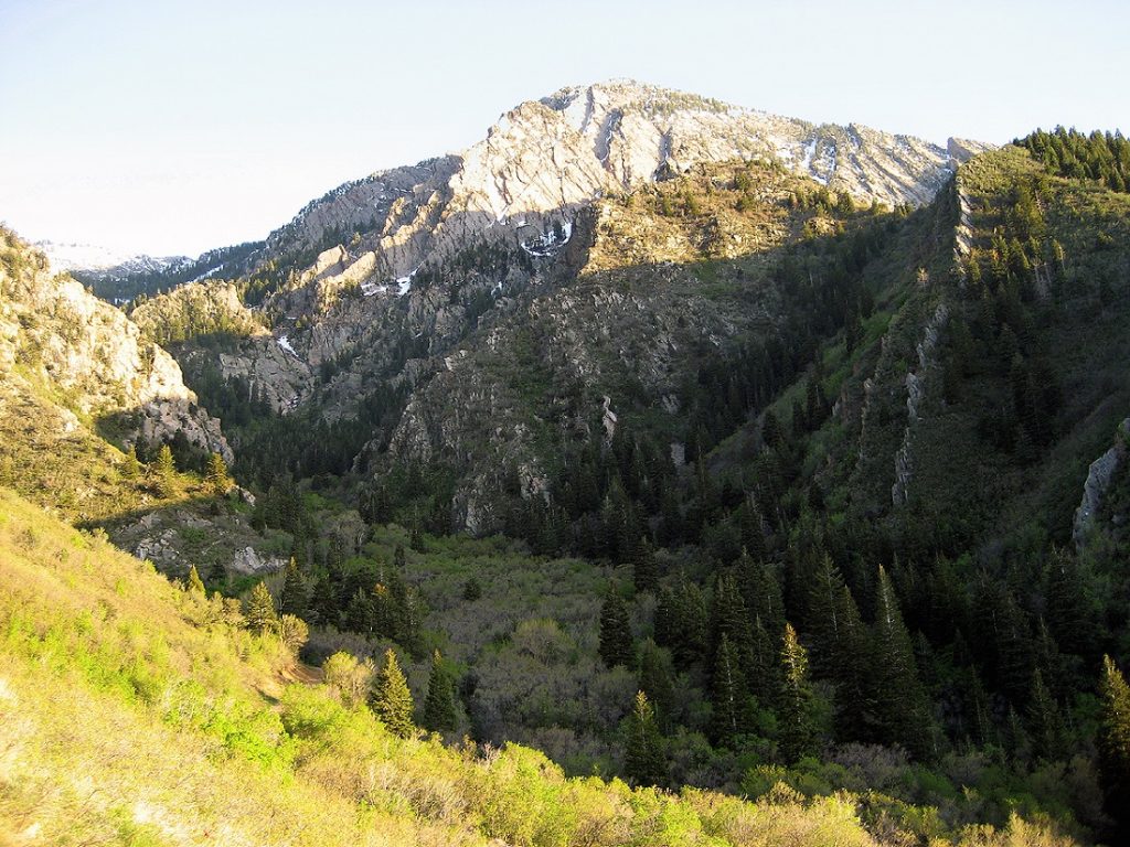 green grass, trees and gray mountain in sunlight