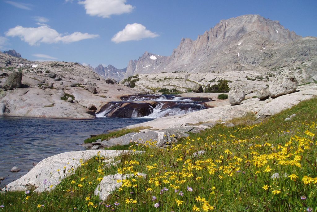 yellow flowers and green grass in front of gray mountains