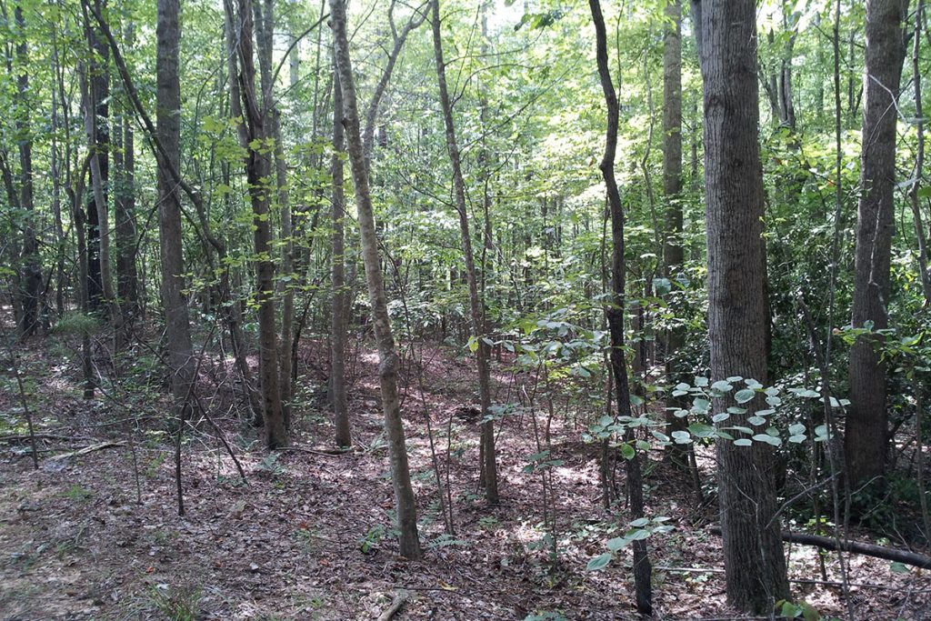 trees in the forest during daytime