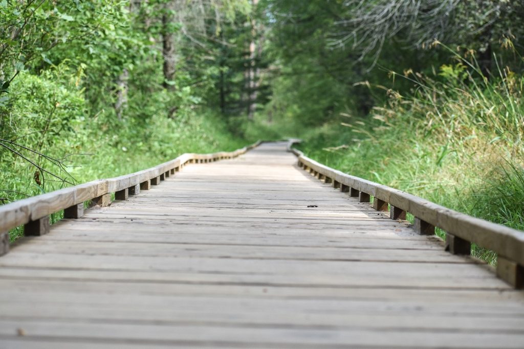 brown wooden bridge in forest during daytime