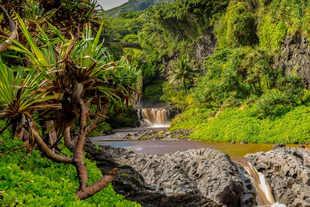 brown water flowing surrounded by green trees and grass