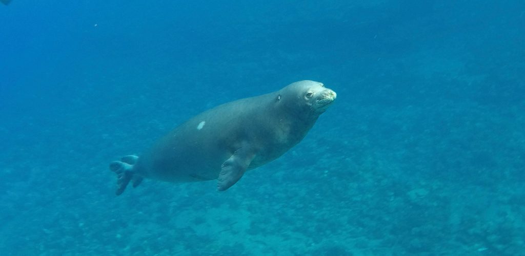 KauaiHawaiianMonkSeal