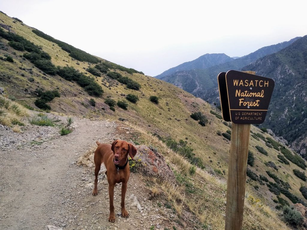 MillcreekCanyon PipelineTrail