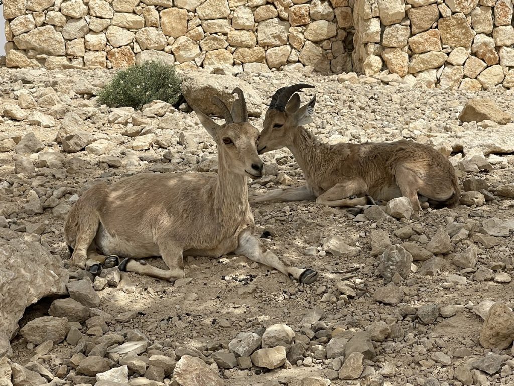 SBornsteinIsrael IbexMakteshRamon