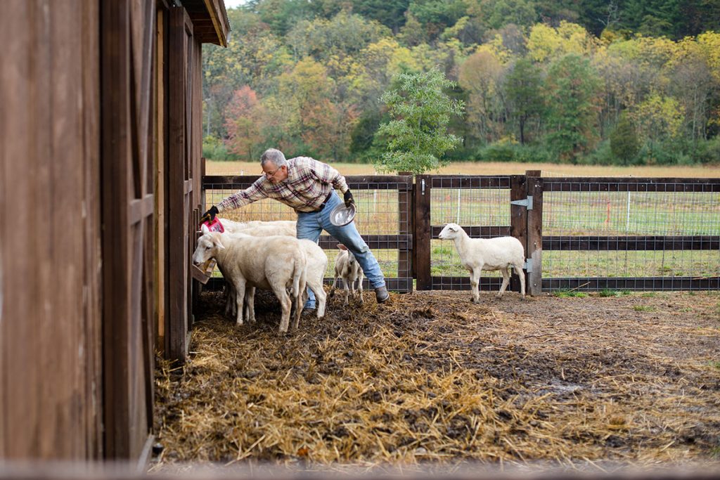 Man feeding sheeps