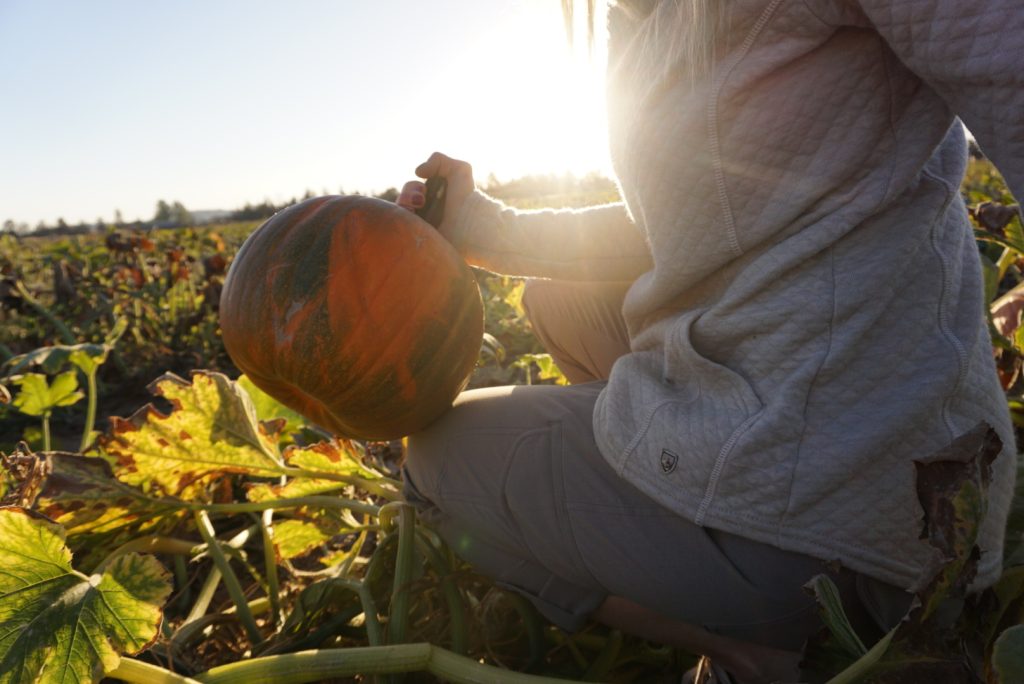 A woman in KUHL sweater holding a pumpkin on a sunny dayA woman in KUHL sweater holding a pumpkin on a sunny day