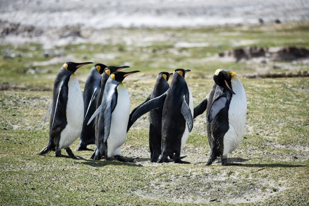 KingPenguins Falklands