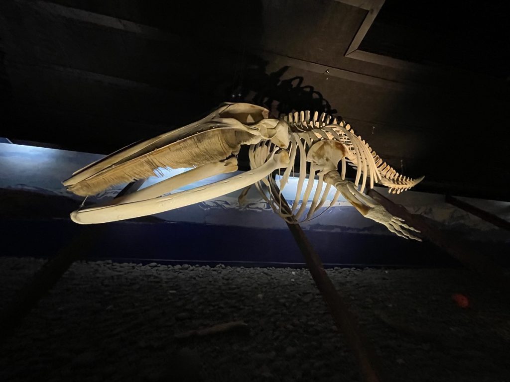 Iceland WhaleMuseum Husavilk