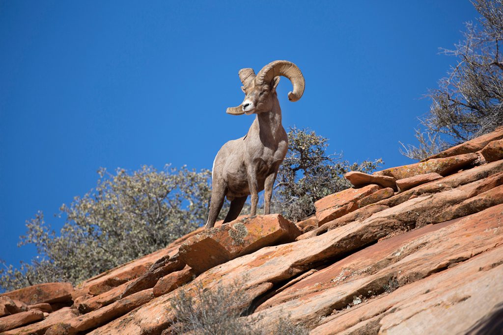 Bighorn sheep on desert mountain